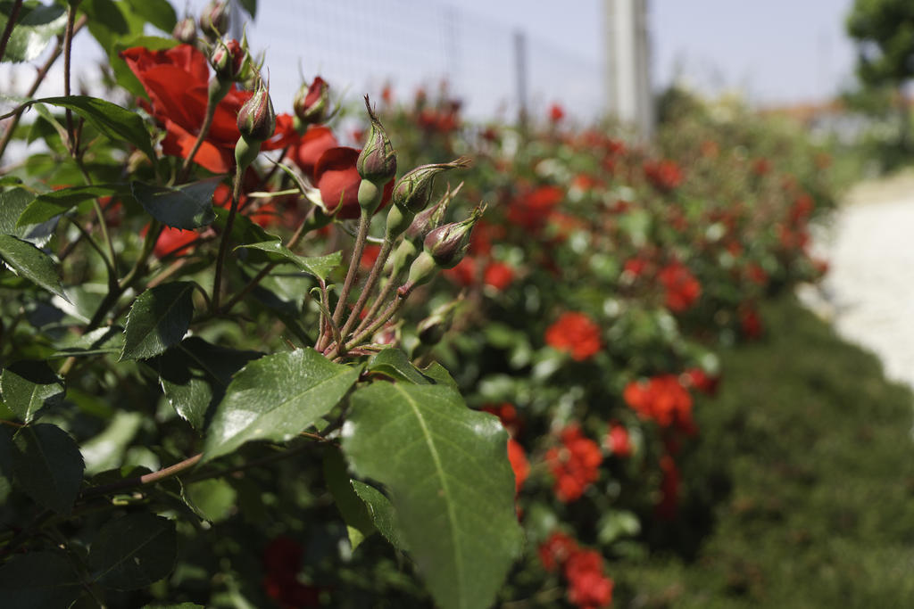 Agriturismo Sarmore Salmore Kültér fotó